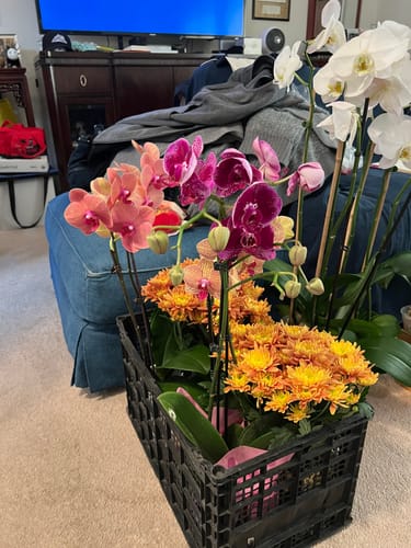 Orchid photo shared by Sylvia H., an Elm Dirt customer