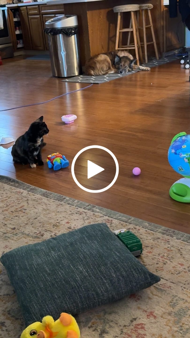 Customer video review of POWER BALL 2.0