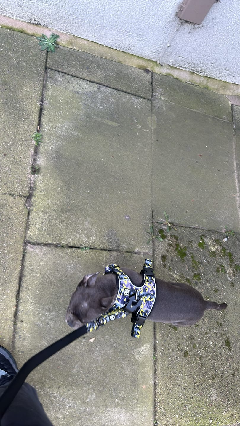 Customer photo review of Comfort Premium Harness | Non Restrictive - Lightning