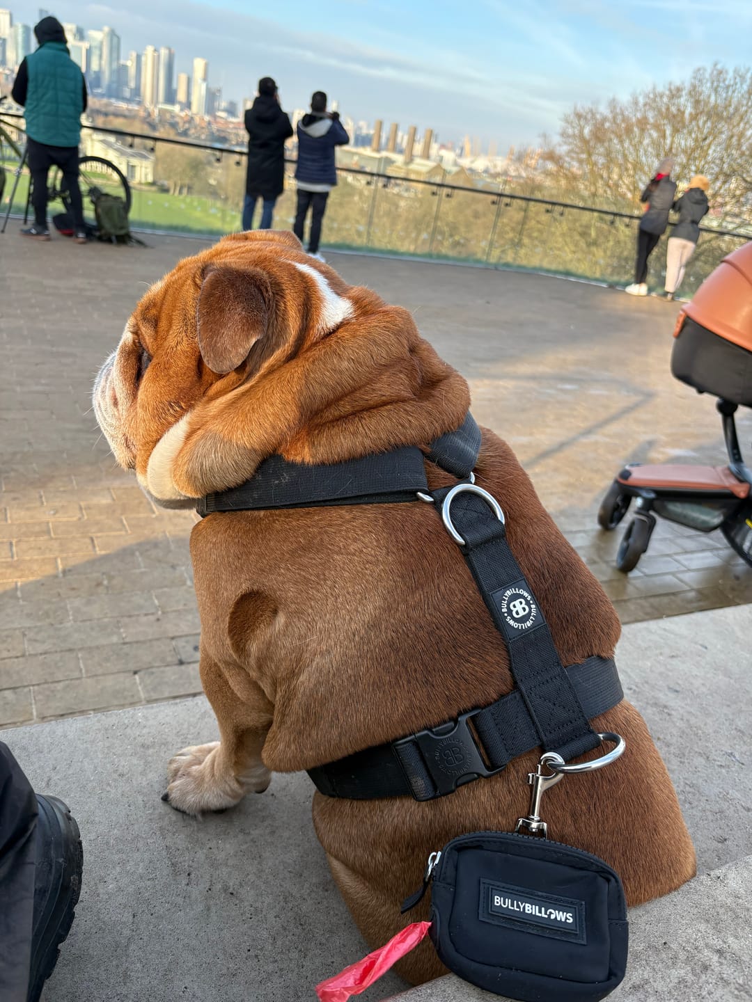 Customer photo review of Training Anti Pull TRI-Harness® | M-XL Breeds - Black