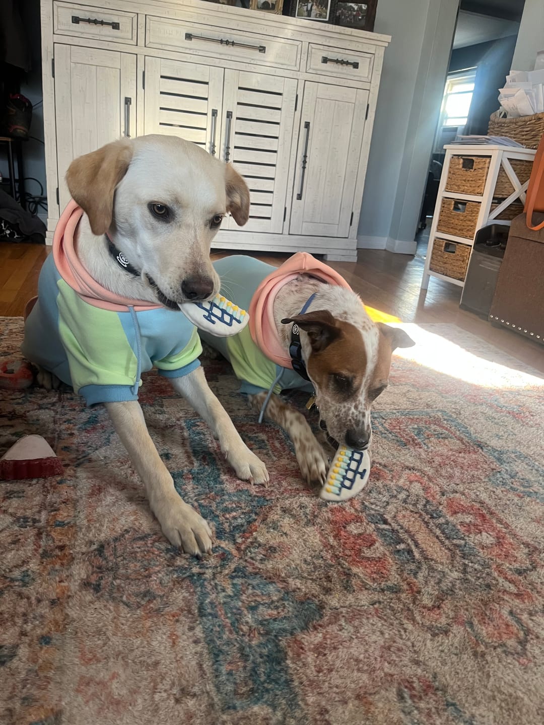 Customer photo review of Jelly Bean Dog Hoodie
