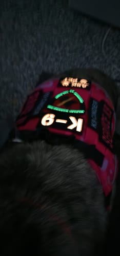 Customer photo review of Adjustable Dog Goggles (Doggles)