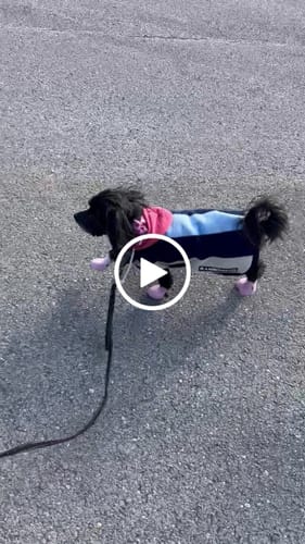 Customer video review of WagWellies® by wagwear