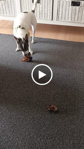 Customer video review of Roo Knee - Natural Dental Chews!
