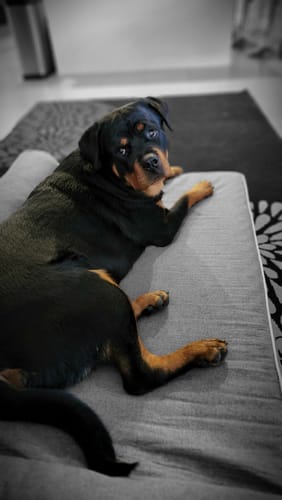 Customer photo review of Pawz Orthopedic Pet Bed Memory Foam With Cooling Gel