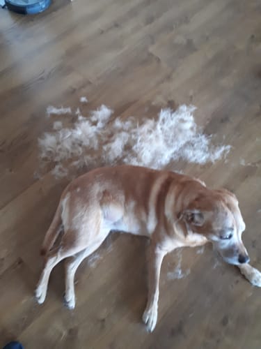 Customer photo review of Fellwunder Bürste  - Der Bestseller