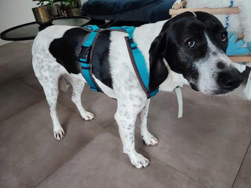 Customer photo review of Anny X FUN harness - Petrol/Brown