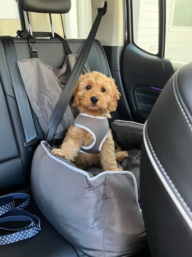 Customer photo review of Pet Car Booster Seat - Grey