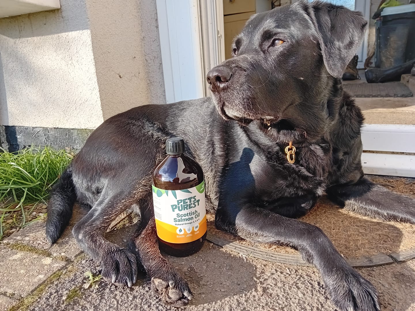 Customer photo review of Natural Scottish Salmon Oil