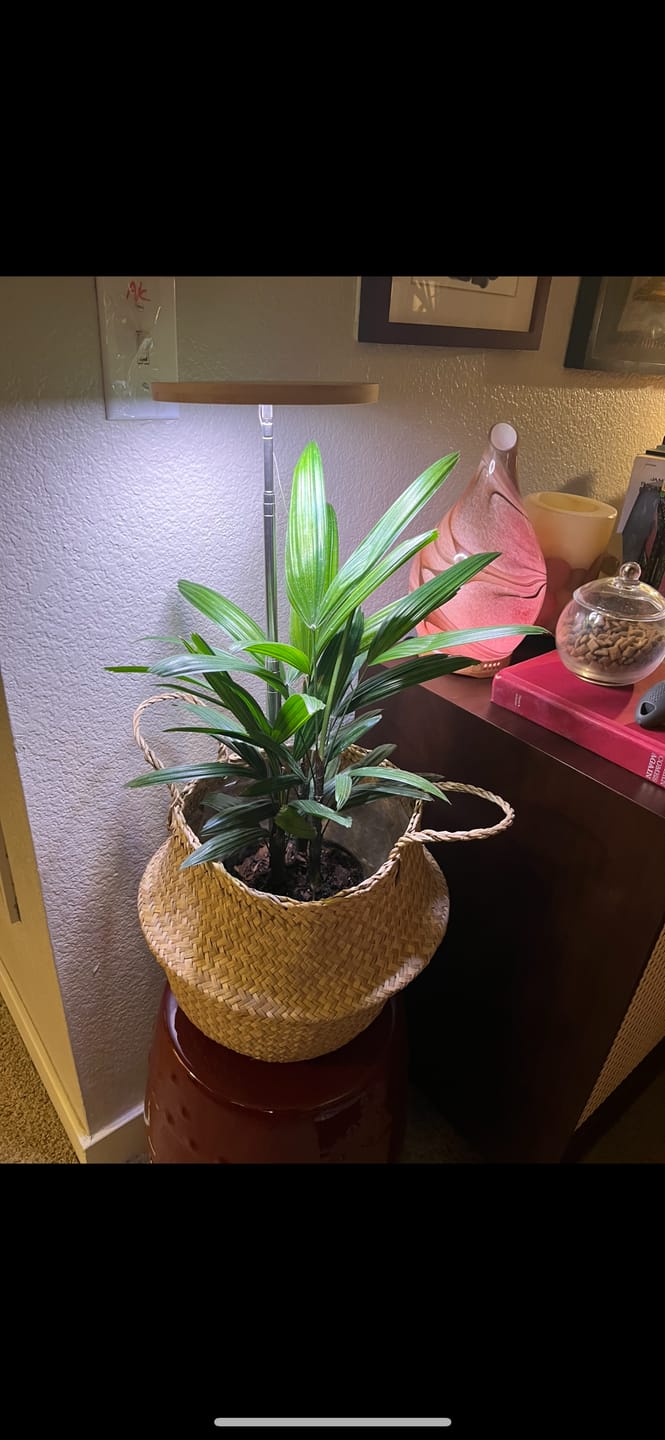 Customer photo review of Lady Palm, Rhapis Excelsa, Indoor Queen Palm