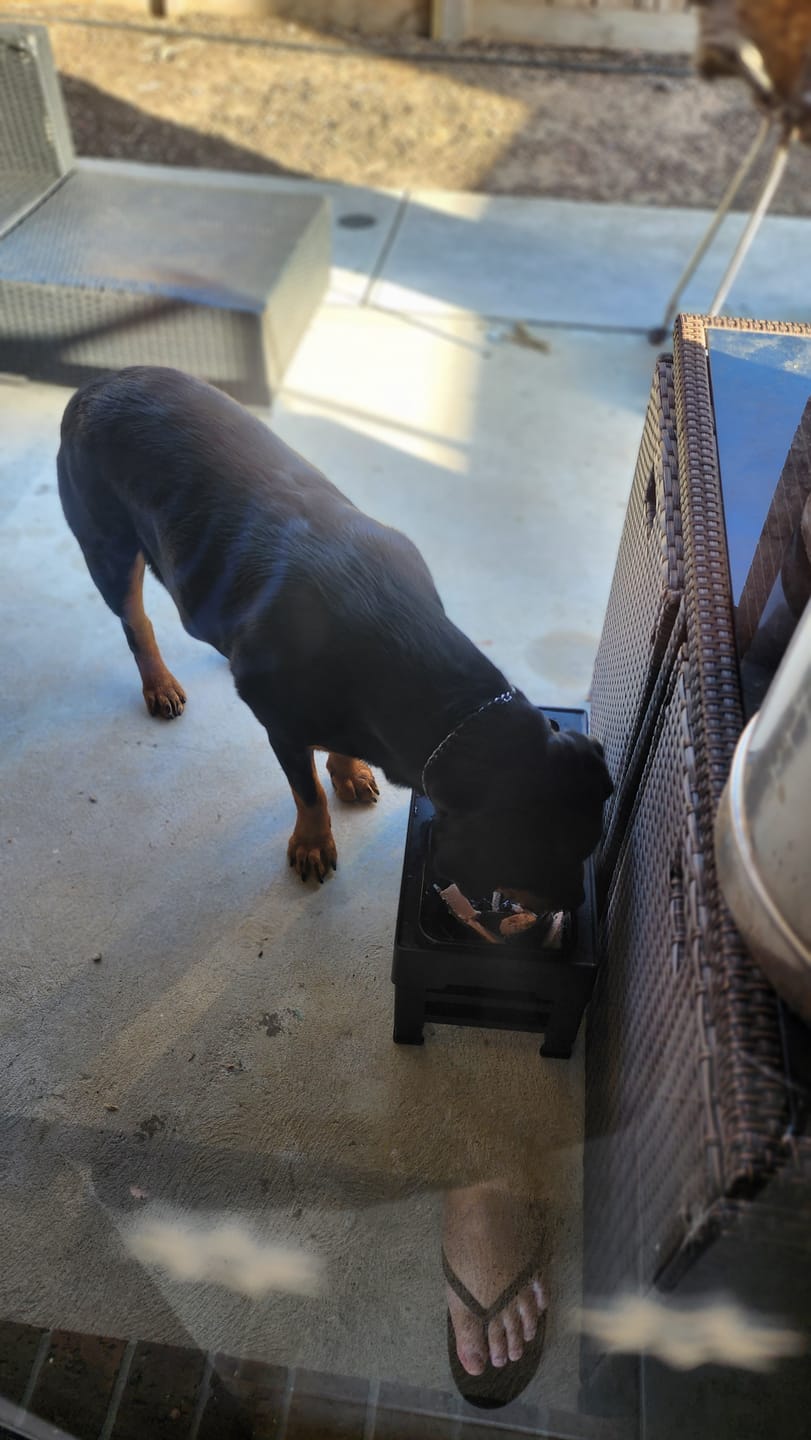 Customer photo review of PaWz Raised Pet Feeder with No-Spill Slow Feeder Bowl