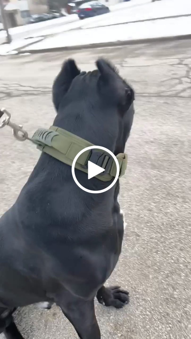 Customer video review of 2.5" ProGuard Tactical Collar