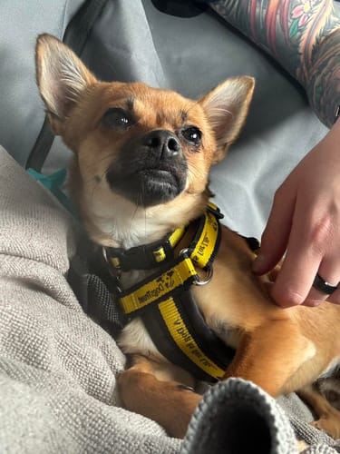 Customer photo review of Jr Pure Sticks Dog Treats 50g