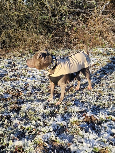 Wayne P. review of Dog Fleece With Zip - Tan image 1 out of 2