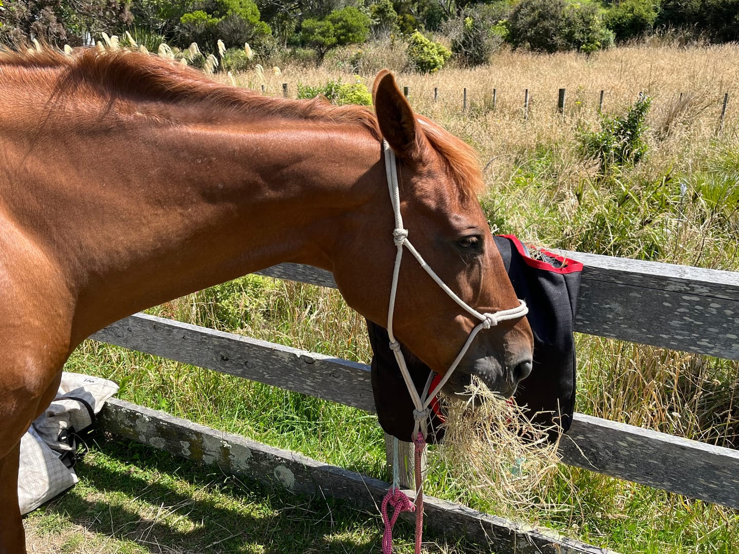 Customer photo review of Roma 1200D Hay Bag