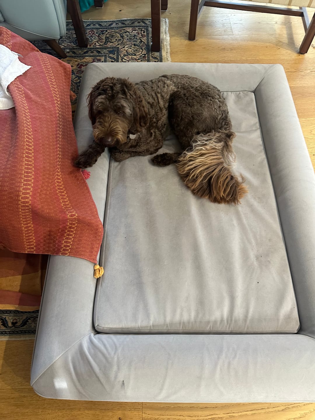 Customer photo review of Kangaroo Bed - Extra Large (XL)