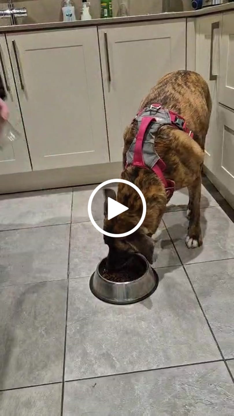 Customer video review of Scottish Salmon Dry Food