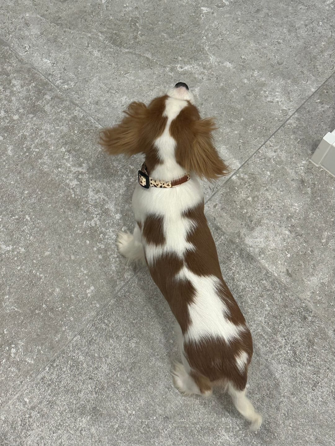 Customer photo review of Obroża "Beige Terrazzo" - czarne okucia
