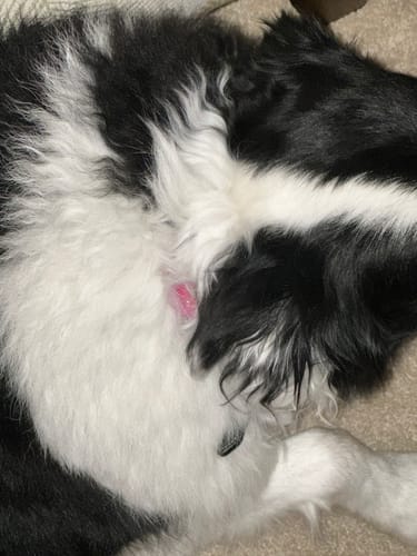 Customer photo review of FurLife Shipping Protection