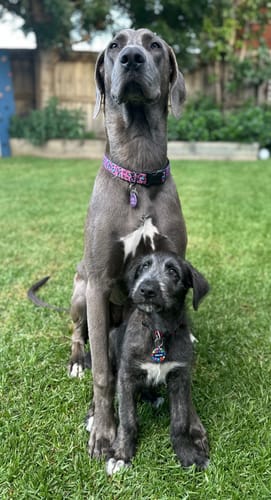 Customer photo review of Bugsy's Air-Dried Beef