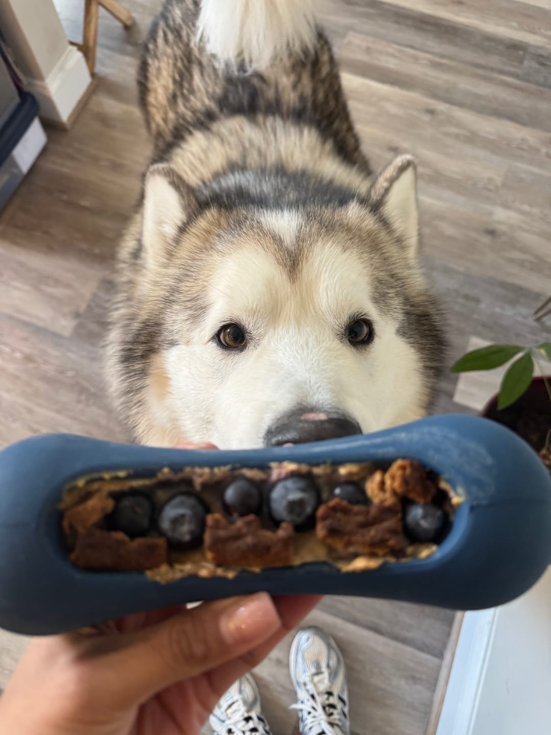 Customer photo review of Freezstick - Indestructible Enrichment Chew