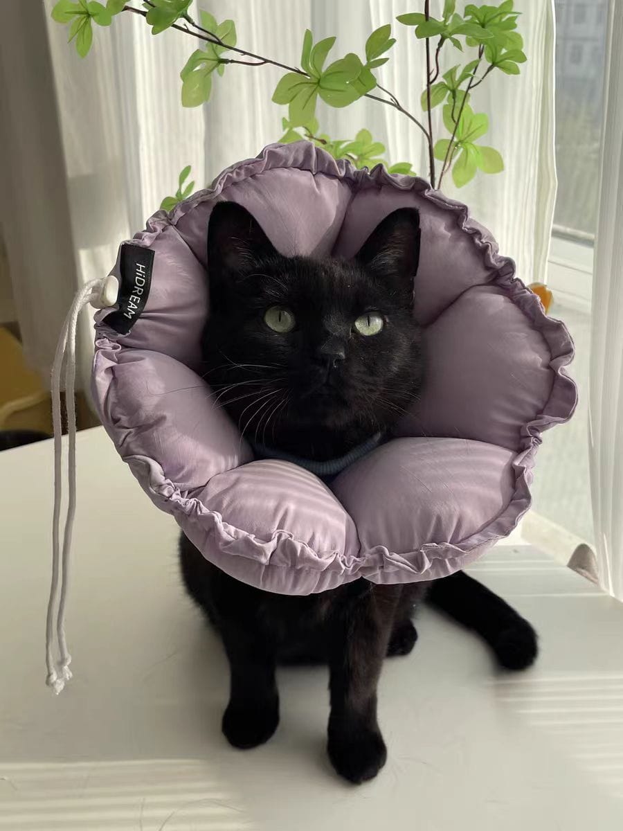 Customer photo review of Upgraded Floral Elizabeth Collar - Comfortable for Eating and Sleeping