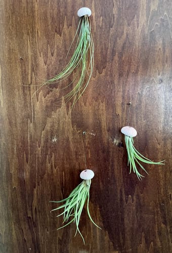 Customer photo review of Pink/White Hanging Urchin Air Plant Jellyfish 3 Pack