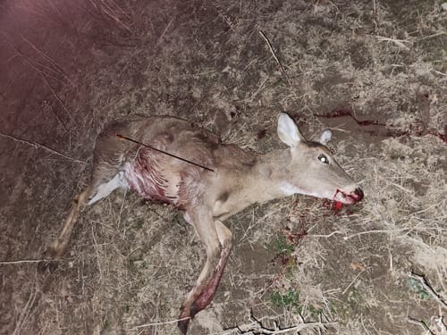 Customer photo review of Beast Broadheads