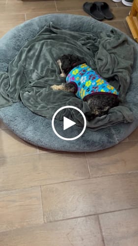 Customer video review of Cama Antiestrés Para Perros