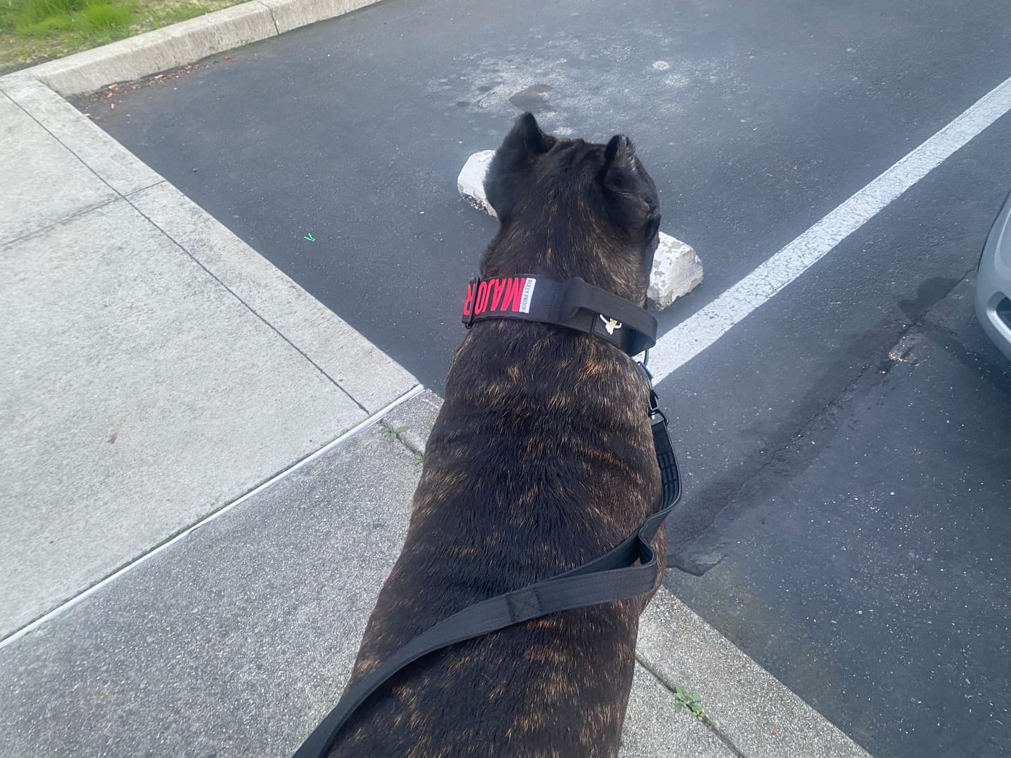 Customer photo review of Matching Black 6' Bully Proof Leash