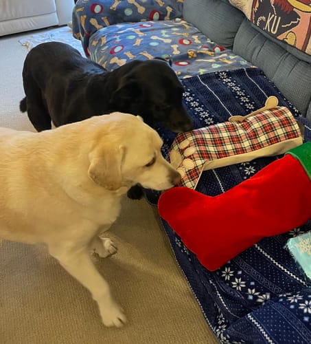 Customer photo review of Chicken Hearts Treats