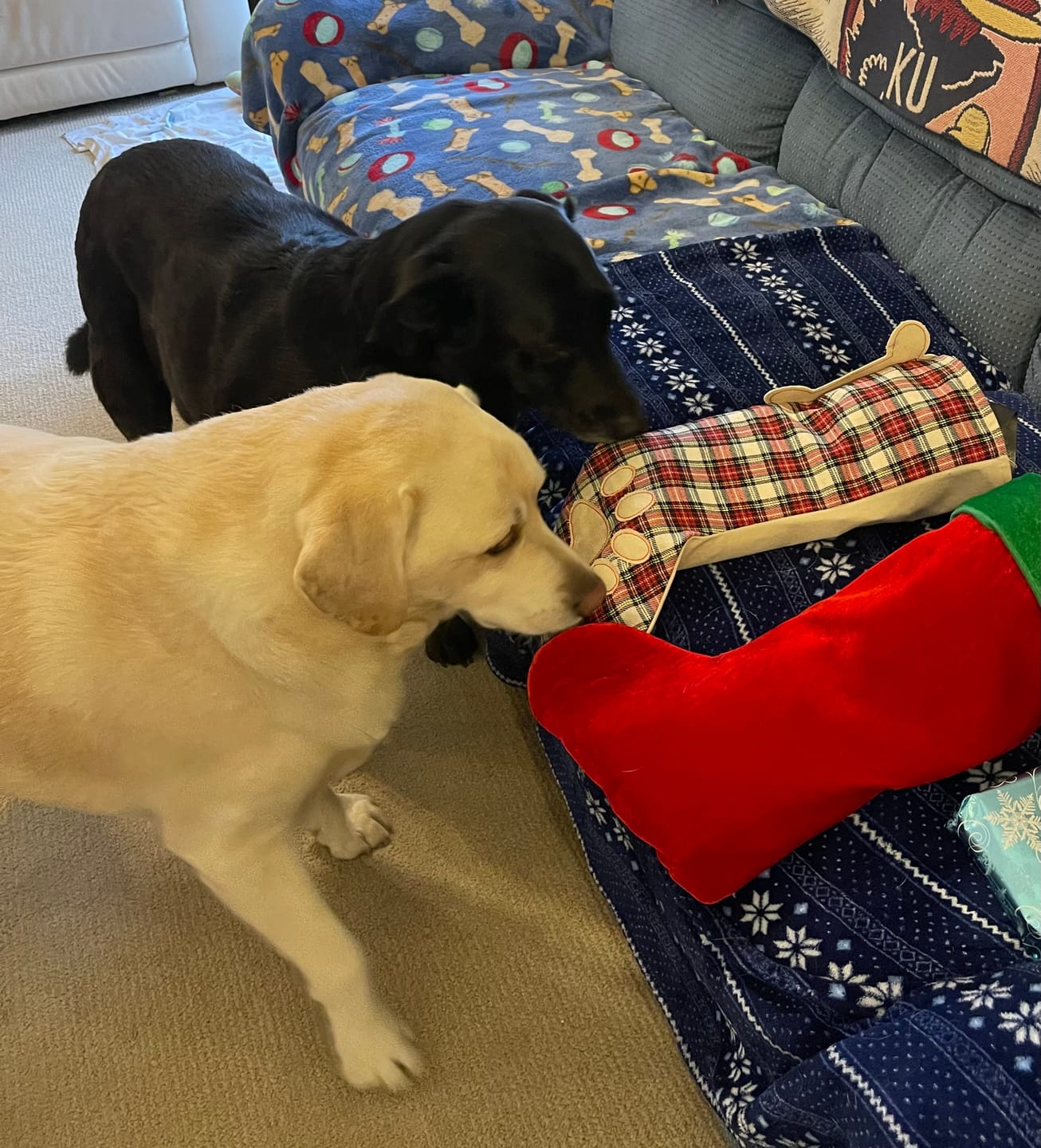 Customer photo review of Chicken Hearts Treats