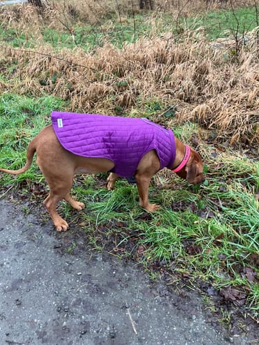Customer photo review of Emmalove - Wasserdichte Hundeweste