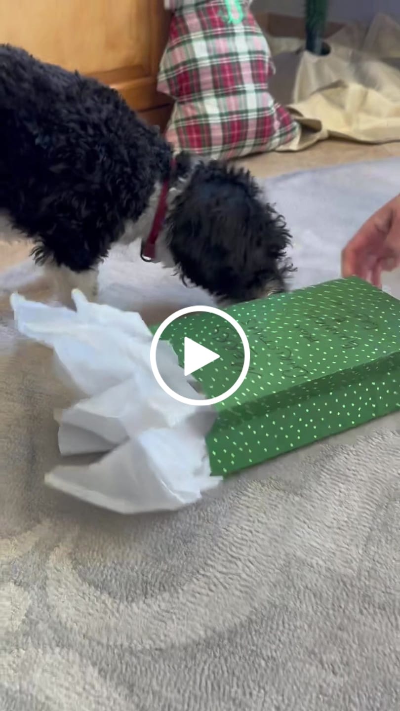 Customer video review of Small Elk Chew