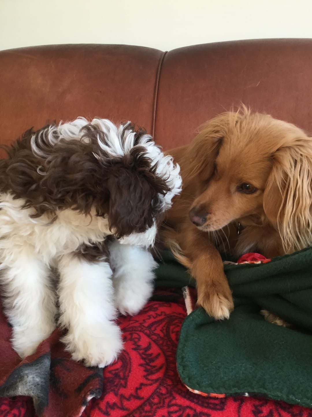 Customer photo review of Himalayan Yak Chew (SMALL)