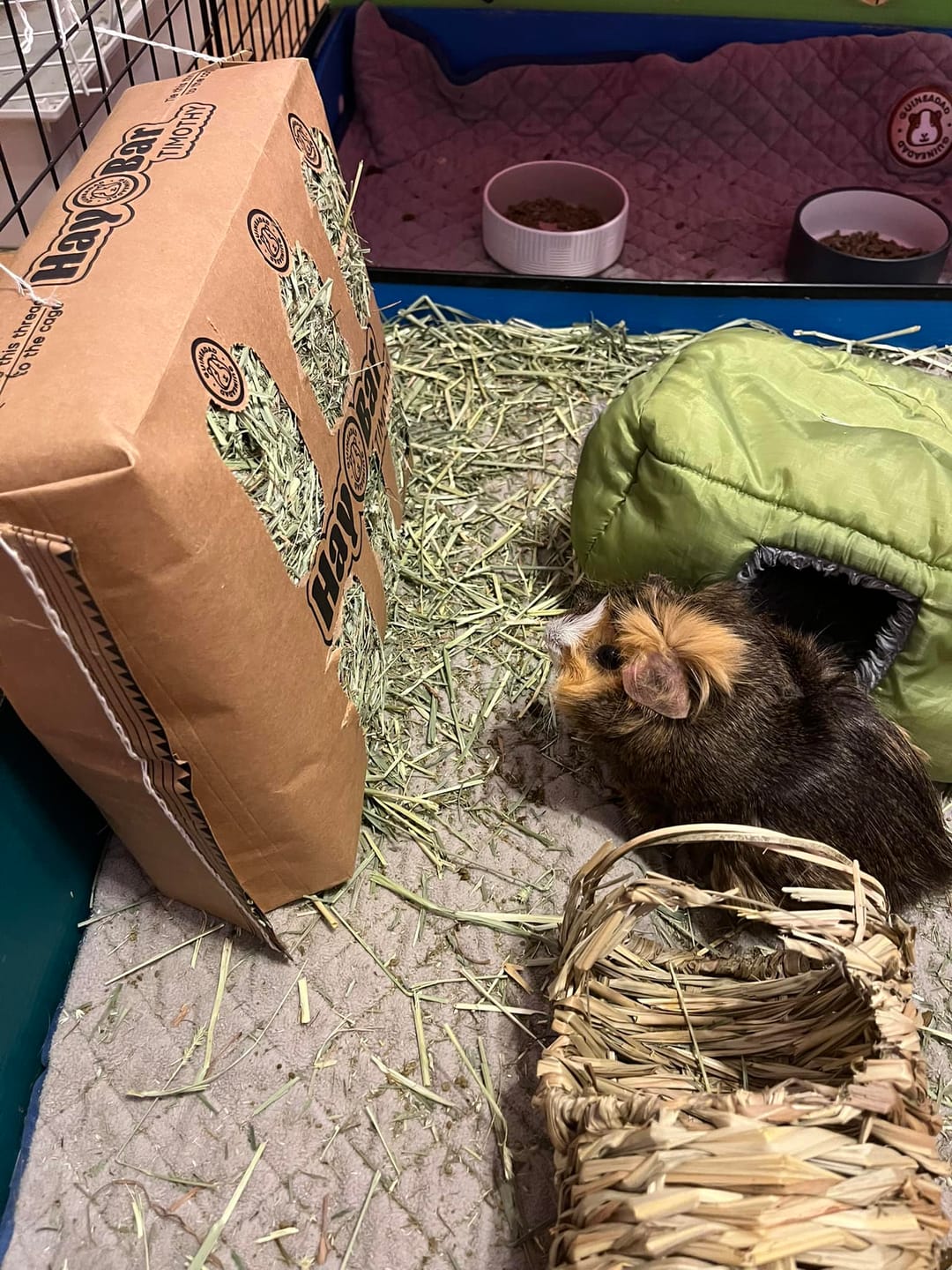 Customer photo review of Timothy Hay Bar for Guinea Pigs (5 Pack)