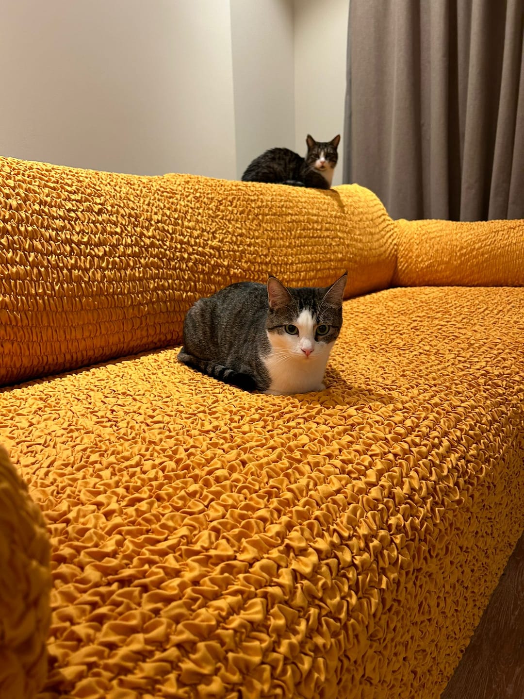 Customer photo review of 3 Seater Sofa Cover - Mango, Microfibra