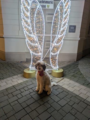 Christine R. review of Personalisierte Socken mit deinem Haustier image 1 out of 1