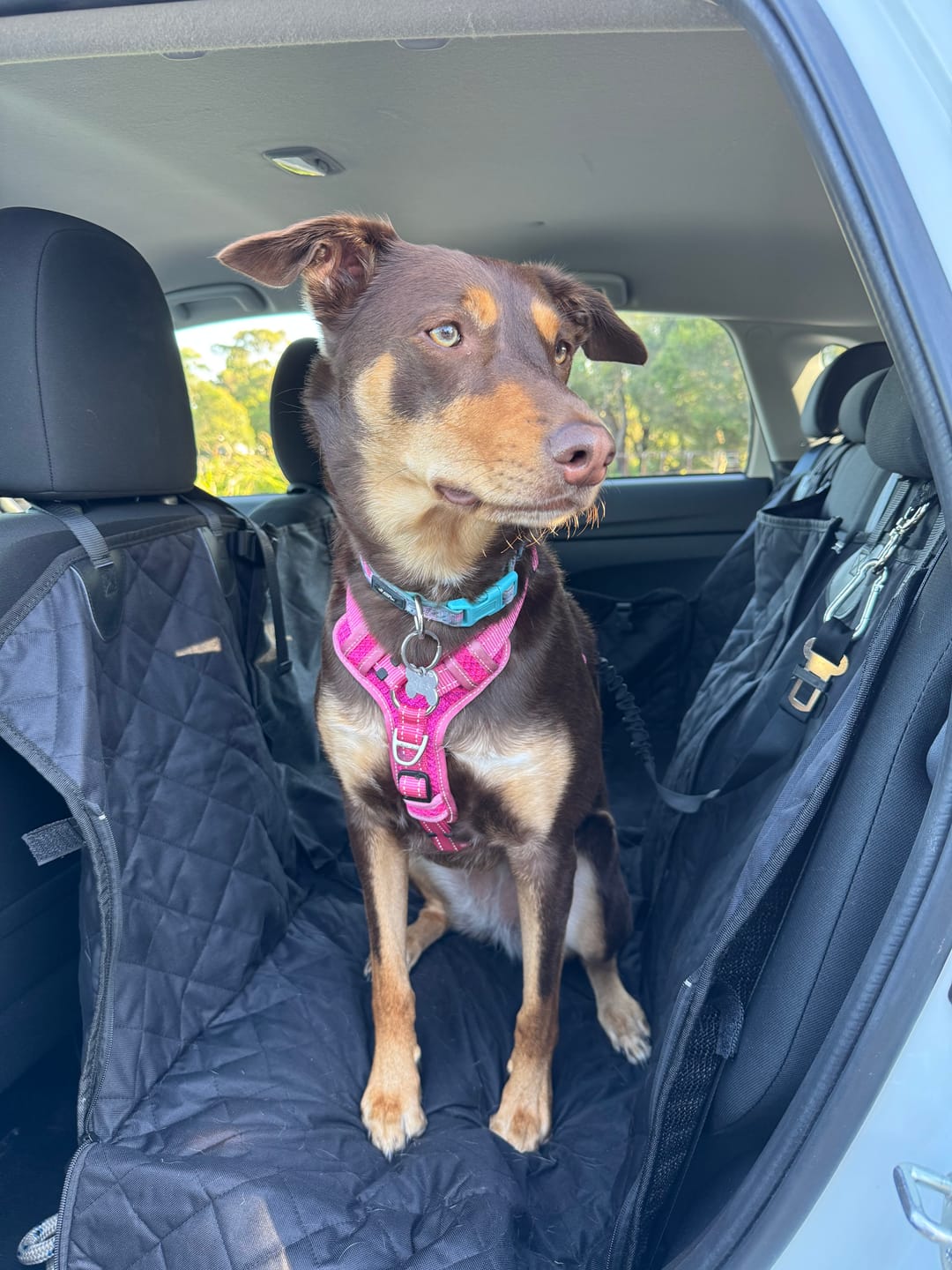 Customer photo review of 4-in-1 Dog Car Seat Cover