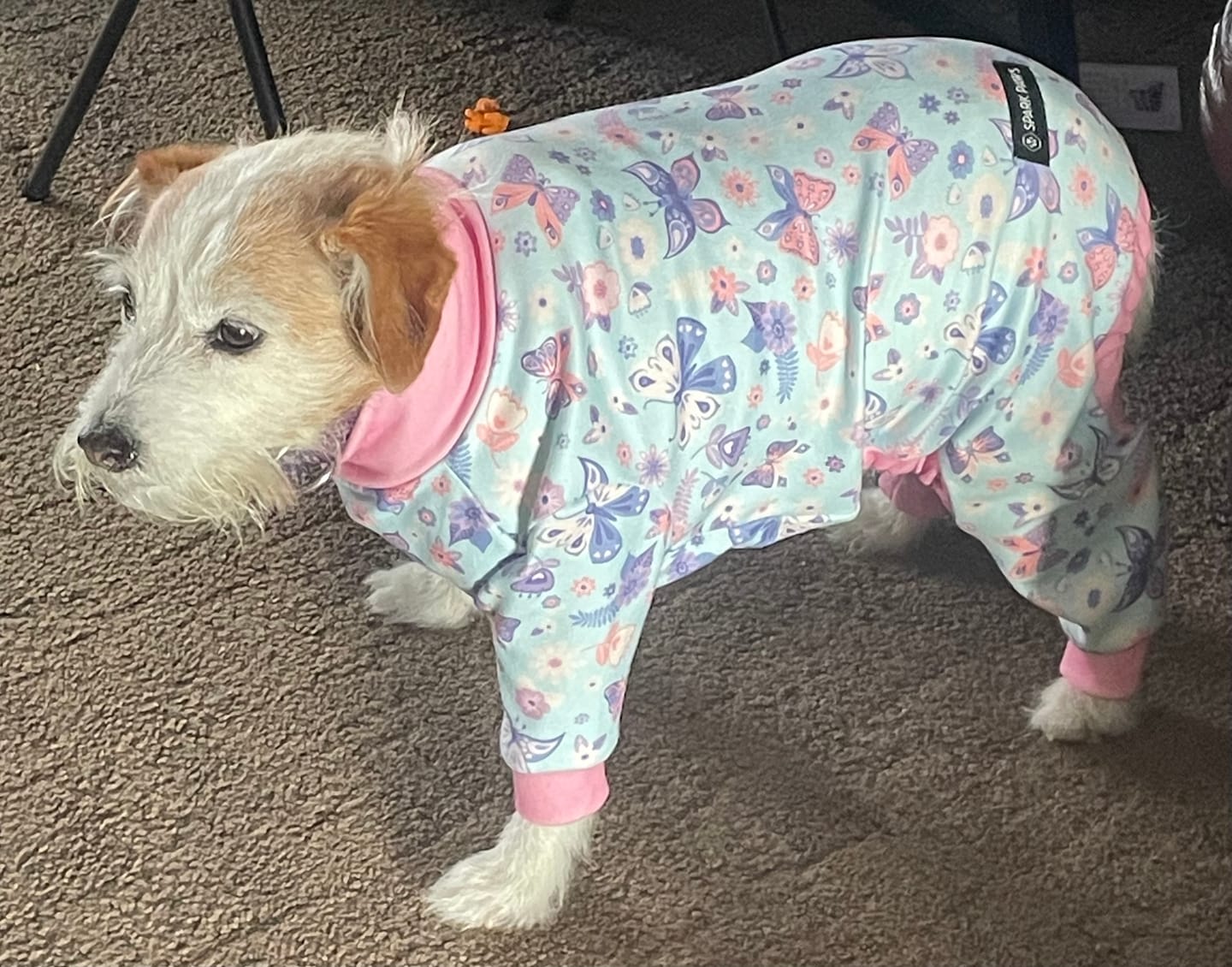 Customer photo review of Dog Pajama - Butterfly