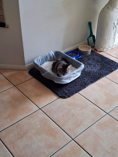 Customer photo review of 3 Month Supply - 1 Cat