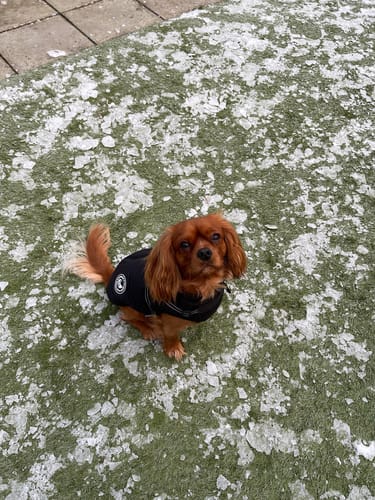 Customer photo review of Wintro - Quilted Waterproof Dog Coat with Harness Built In