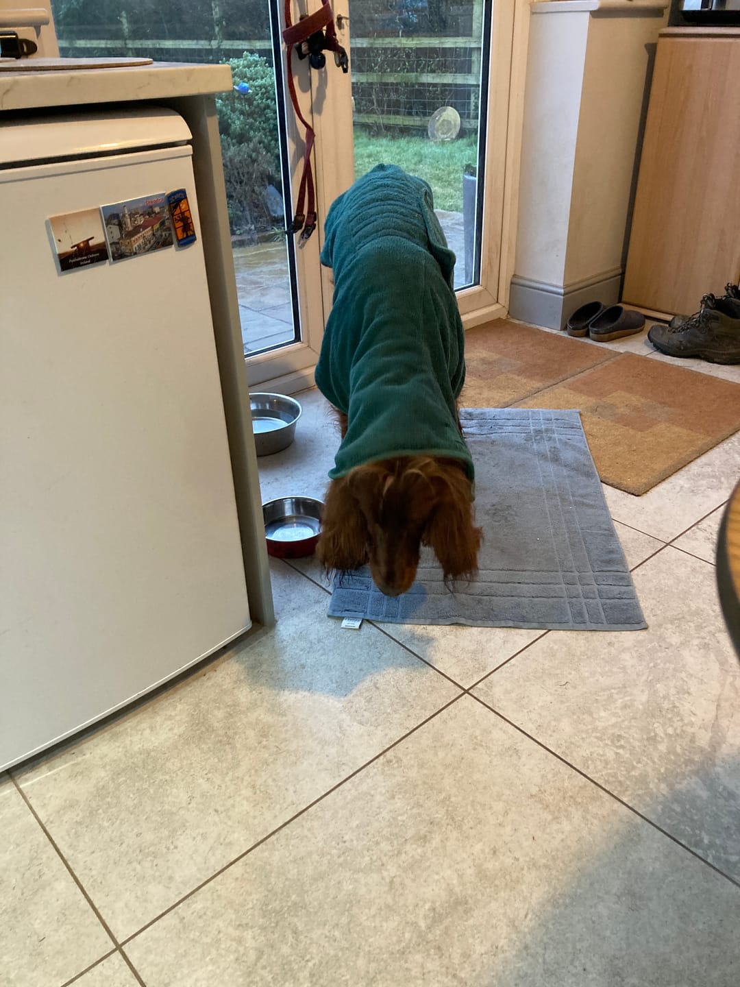 Customer photo review of Scottish Salmon Dry Food