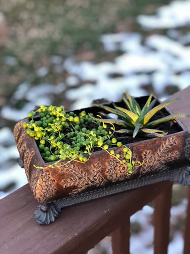 Customer photo review of Neem Oil Pre-Emulsified Signature Starter Kit