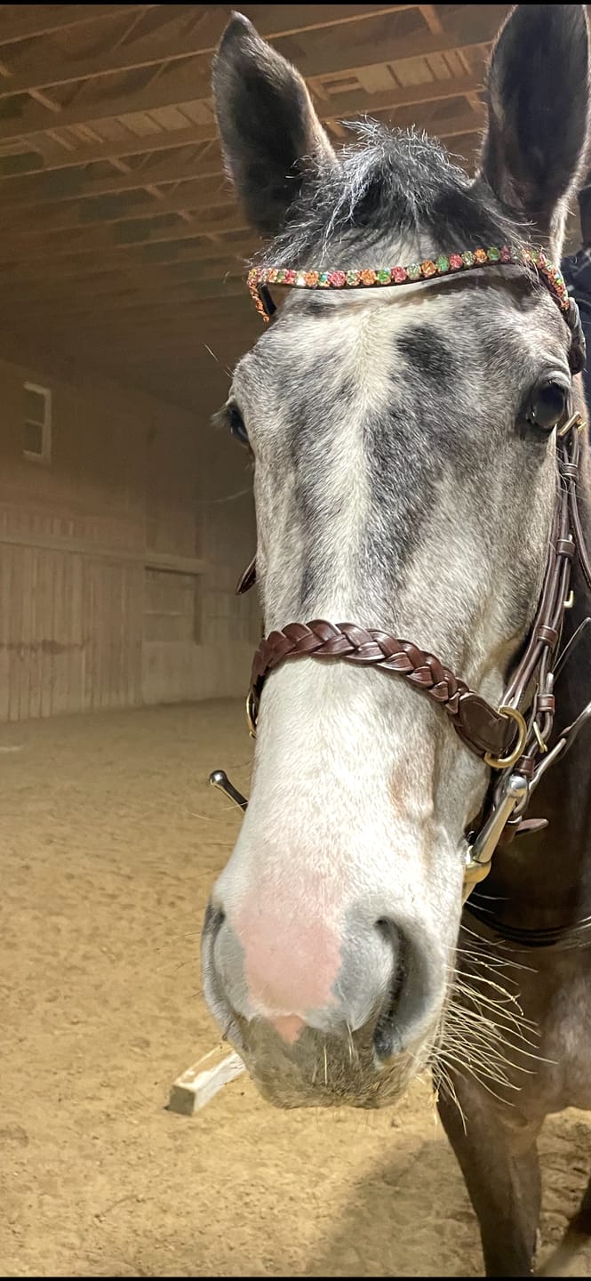 Customer photo review of Soft leather reins