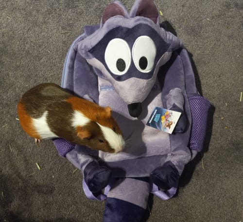 Customer photo review of Derek Backpack