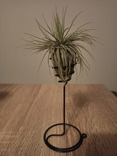 Customer photo review of Tillandsia gardneri