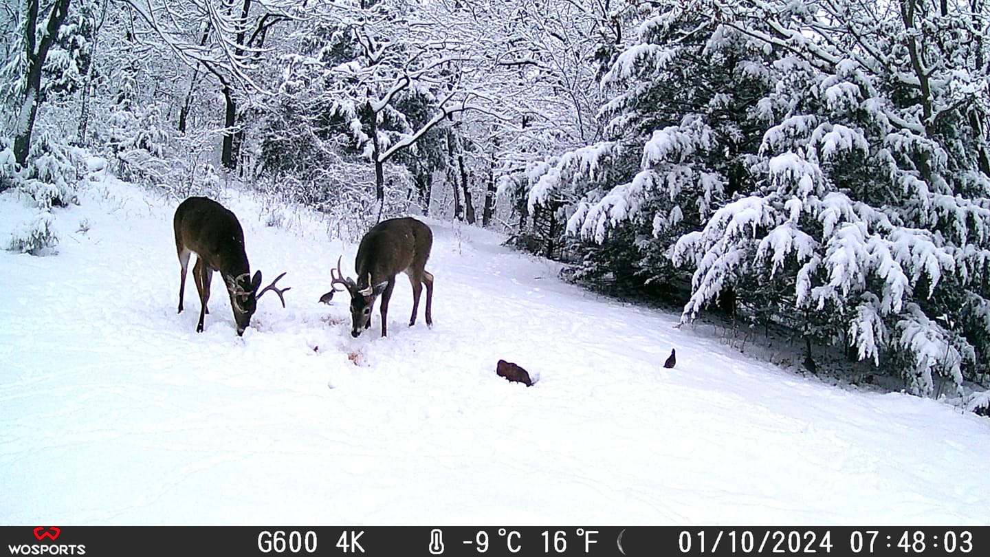 Customer photo review of WOSPORTS G600 Trail Camera