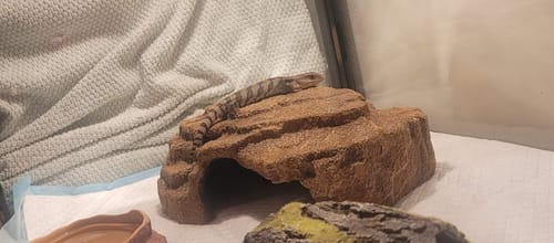 Customer photo review of PUC1250H