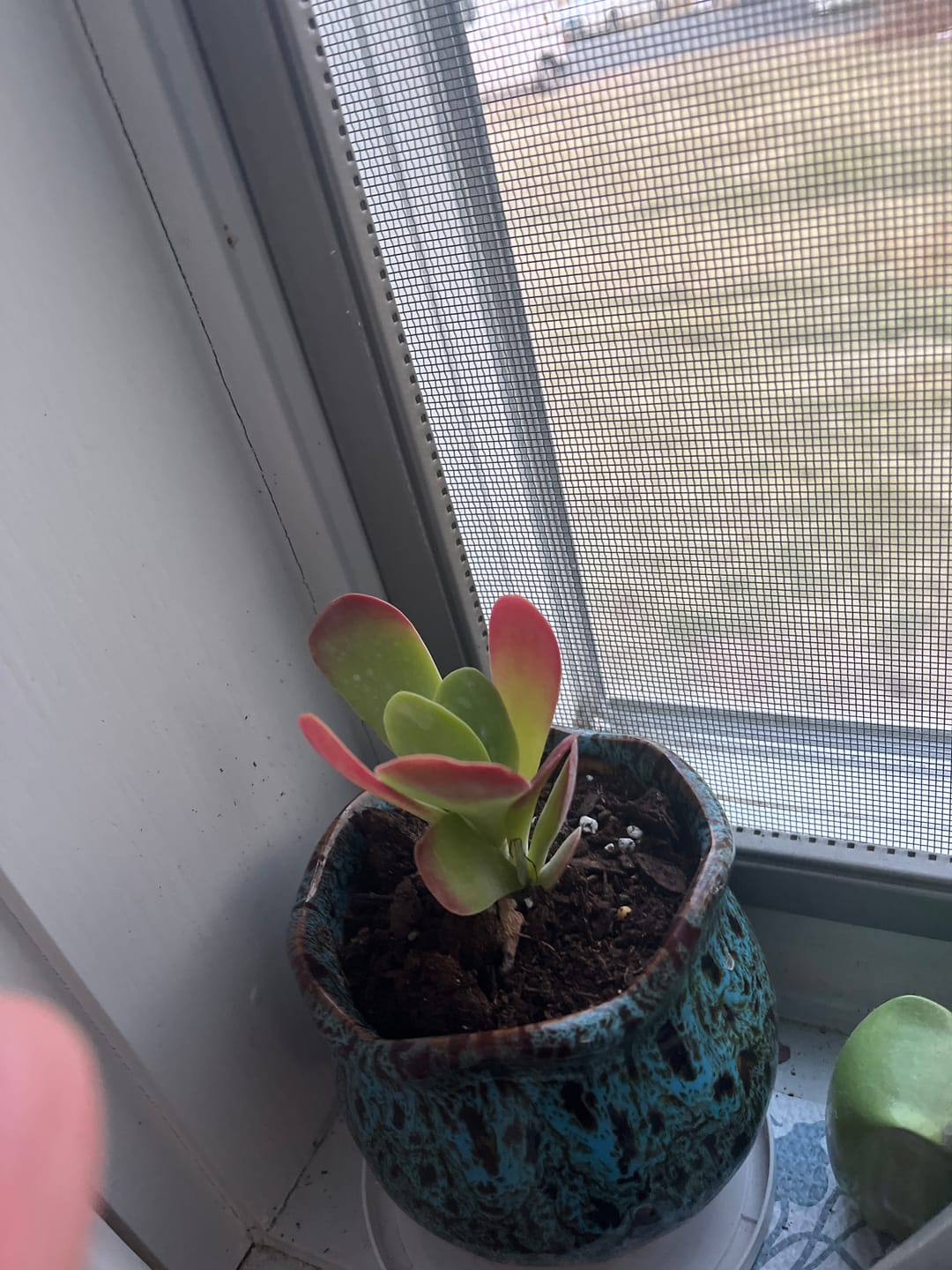 Customer photo review of Kalanchoe Flapjacks - Paddle Plant